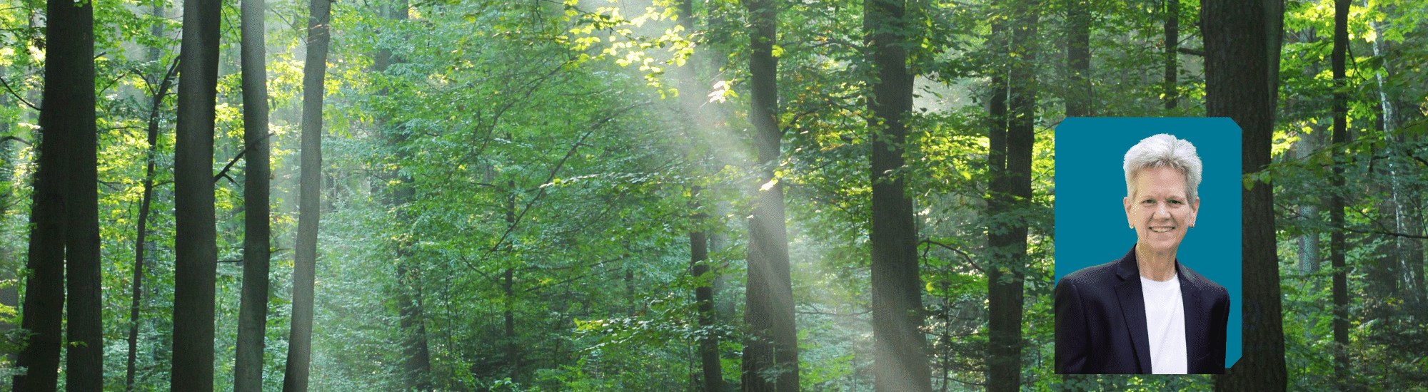 Sunlight through trees