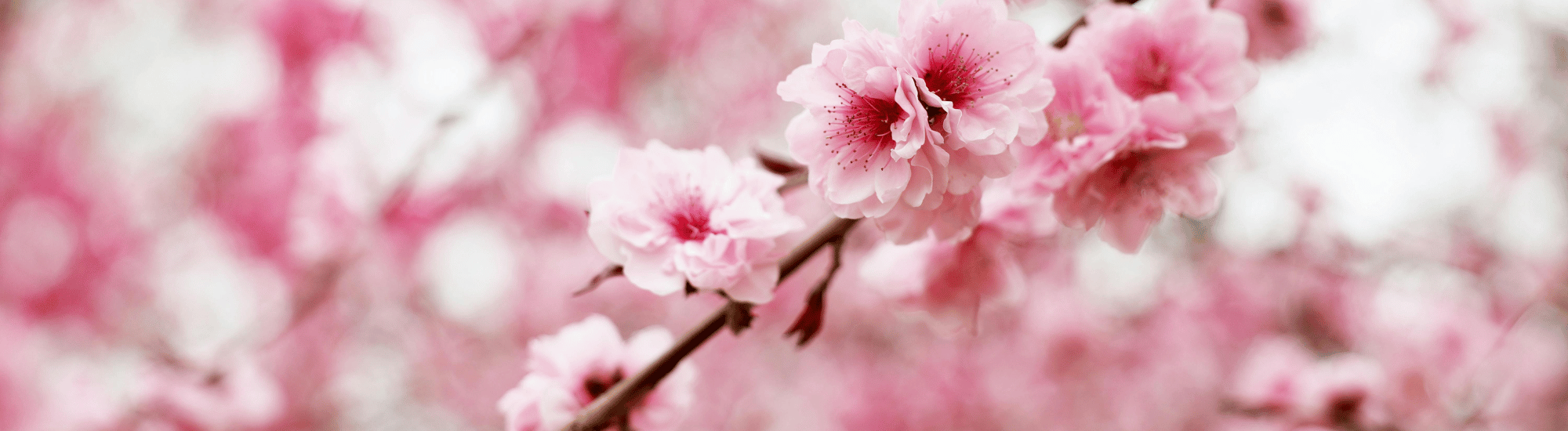 Springtime pink blossoms on branch