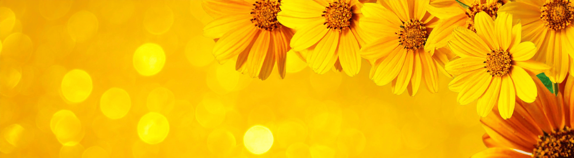 Yellow Daisies on golden abstract background