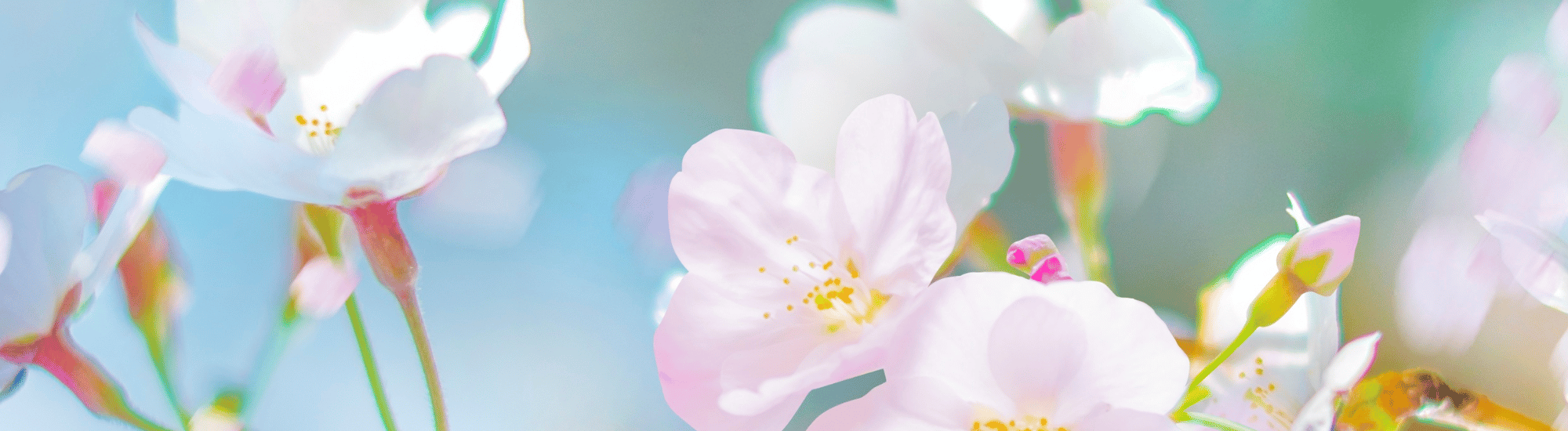 Beautiful Dogwood Blooms